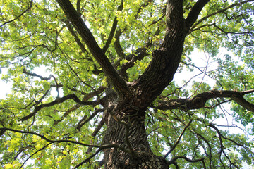 oak tree with green leaves in the forest