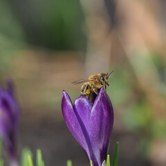 crocus, bee, flower, spring, nature, purple, flowers, 