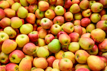 at Holesovice Market, Holesovicka trznice in Prague, lively marketplace with stalls selling fruit, vegetables, flowers, herbs, spices, cheese and baked goods in Prague, Czech Republic