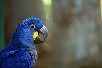 Hyazinth-Ara
Ein Blauara im Seitenprofil