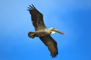 Pelikan im flug.Pelikan flight