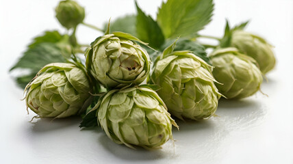 Fototapeta premium Hop flowers on white background