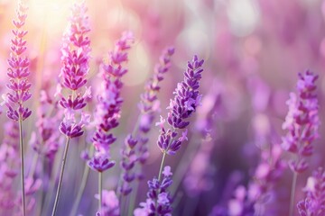 Naklejka premium Radiant Orchid Lavender Field in Provence France