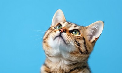 cute tabby cat, looking upwards, clear blue background