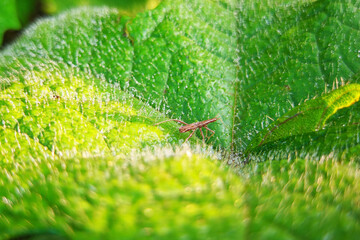 wild plants that are still beautiful in the morning with the cool dew and insects