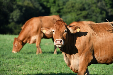 Limousin cows grazing in a meadow