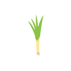 illustration of leek plant