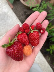 Strawberries and raspberries