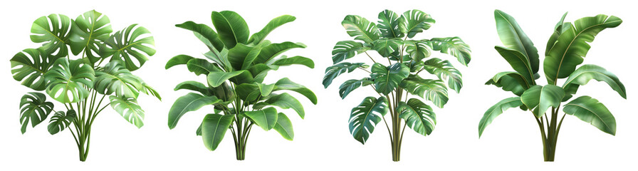 Collection of Tropical Plants