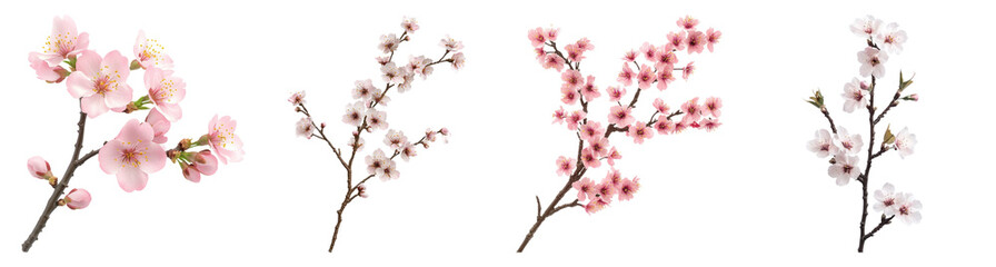 Naklejka premium Four Branches of Spring Blossoms