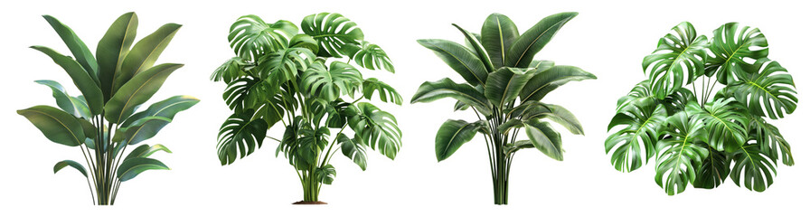 Tropical Plants Set: Monstera, Banana, Strelitzia