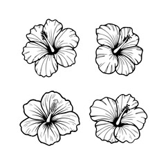 Illustration of hibiscus flower isolated on white background. Design element