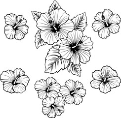 Illustration of hibiscus flower isolated on white background. Design element © Kotliar Ivan