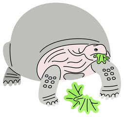 Galapagos giant tortoise and turtle. Elephant turtle, animal and reptiles, illustration