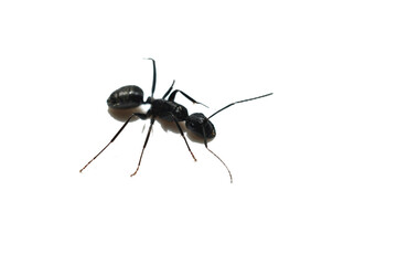 Large black ant on white background, top view.