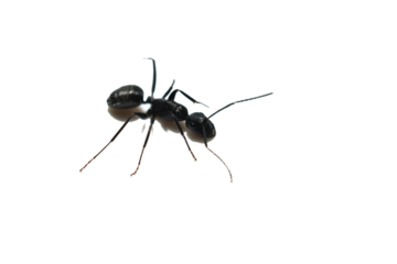 Large black ant on white background, top view.