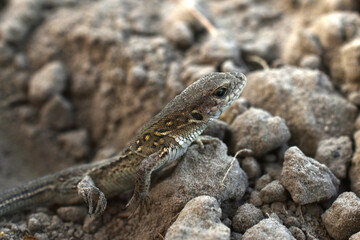 A small lizard sits on the plowed soil of a field.