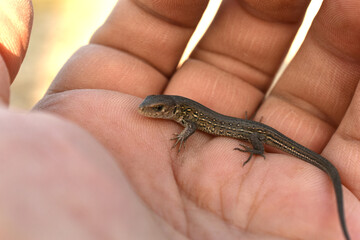 A small lizard sits on a person's palm.