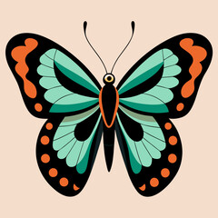 butterfly illustration