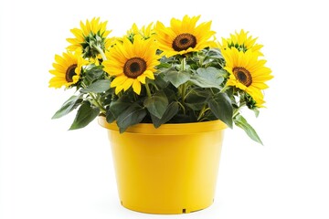 Obraz premium A potted arrangement of blooming sunflowers with green leaves