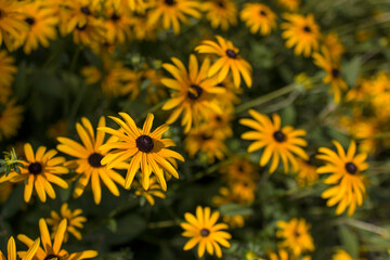 Rudbeckia fulgida or Goldsturm in full bloom in the garden.