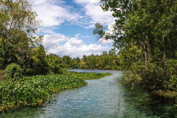 Natural freshwater river at Wekiwa Springs State Park in Apopka, Florida just north of Orlando.