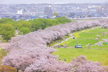 日本さくら名所100選　岩手県北上市　北上展勝地の桜