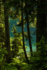 Pine Forest Surrounds Beautiful Mowich Lake in Mount Rainier