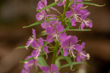 Pink Fireweed Blossoms in Mount Rainier
