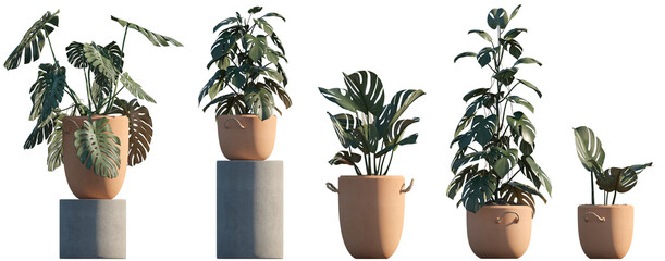Interior plants in pots 3d render isolated png on a transparent background premium cutout  © Roman