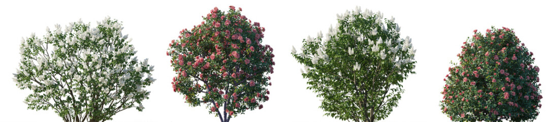 Lilac Syringa vulgaris and Camellia japonica bush shrub isolated png on a transparent background...