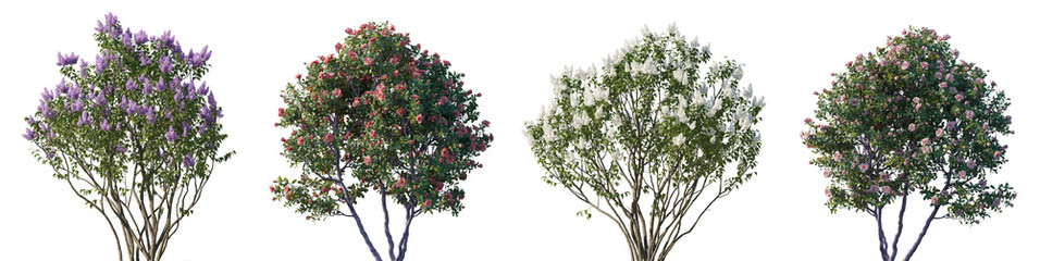 Lilac Syringa vulgaris and Camellia japonica bush shrub isolated png on a transparent background...