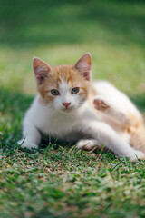 Little kitten hunting in green grass on the garden. Pets and animals photography