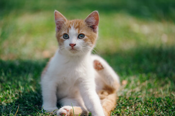 Little kitten hunting in green grass on the garden. Pets and animals photography