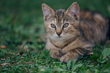 Little kitten hunting in green grass on the garden. Pets and animals photography