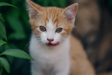 Little kitten hunting in green grass on the garden. Pets and animals photography