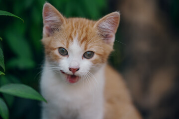 Little kitten hunting in green grass on the garden. Pets and animals photography