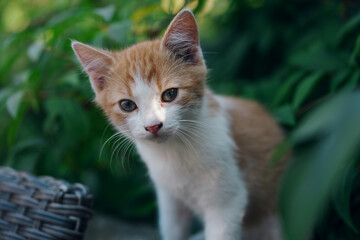 Little kitten hunting in green grass on the garden. Pets and animals photography