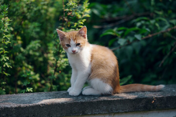 Little kitten hunting in green grass on the garden. Pets and animals photography