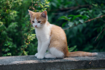Little kitten hunting in green grass on the garden. Pets and animals photography