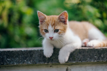 Little kitten hunting in green grass on the garden. Pets and animals photography
