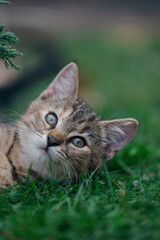 Little kitten hunting in green grass on the garden. Pets and animals photography
