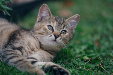 Little kitten hunting in green grass on the garden. Pets and animals photography