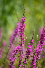 Beautiful purple wildflower standing tall amidst a vibrant green background during a sunny day in a natural habitat