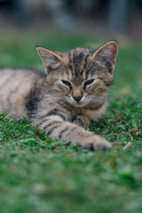 Little kitten hunting in green grass on the garden. Pets and animals photography