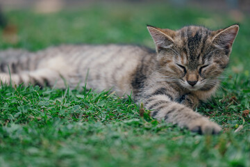 Little kitten hunting in green grass on the garden. Pets and animals photography