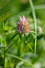 A single vibrant clover flower stands tall against a blurred green background on a sunny day in spring