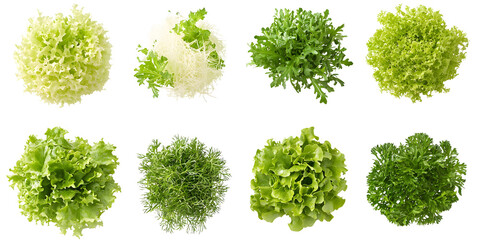 Fresh green lettuce and herbs collection  top view  isolated transparent background