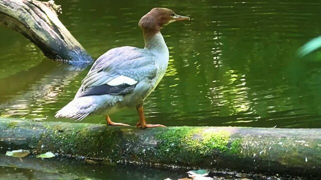Poznań, Cybina Valley, a Common merganser sitting on a tree trunk floating on the river