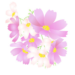 ピンクと白のコスモスのイラスト素材